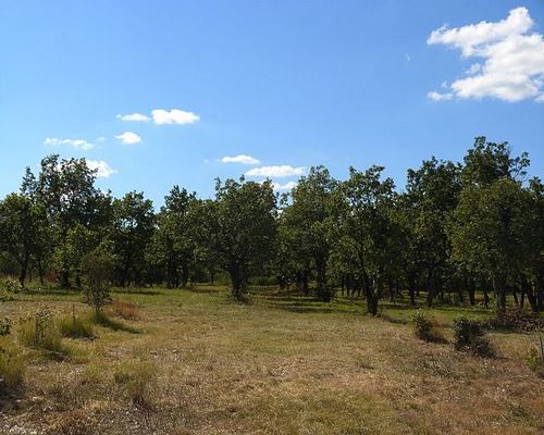 marche-aux-truffes