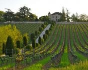 vigne de cahors