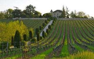 vigne de cahors