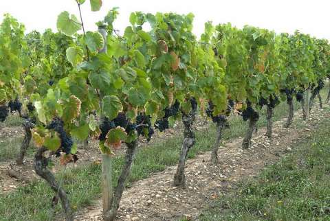 vignobles de cahors